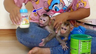 Adorable Baby Monkey Maki And Maku Cry Very angry mom because mom Prepare​ late Milk for him