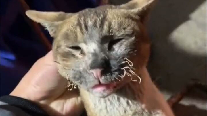 Khi những chú mèo thành phố về quê thì chúng làm gì nhỉ!