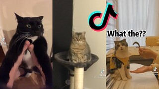 Cat Side of Tiktok - Cat TikTok Compilation #14