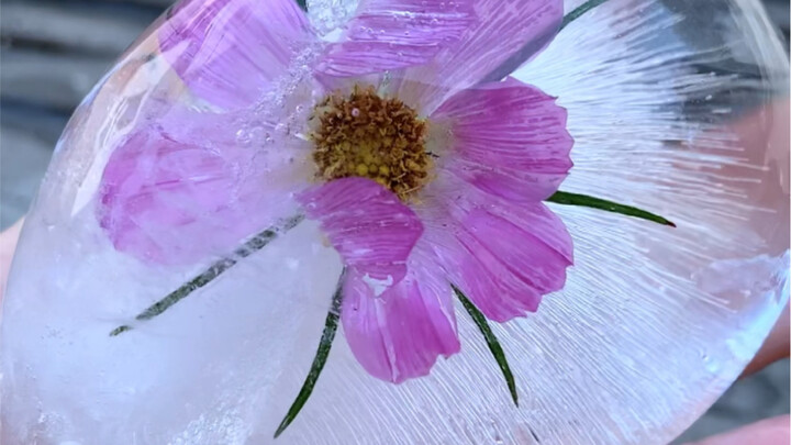 Make a gorgeous frozen flower ball for your kid this summer—so cool, so pretty!