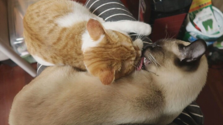 【Shizijun】Kucing oranye kecil dan si penggali batu bara sedang bermesraan di pangkuan saya, saya mer