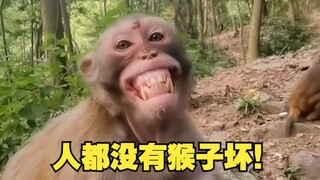 原来猴子也和人一样坏！