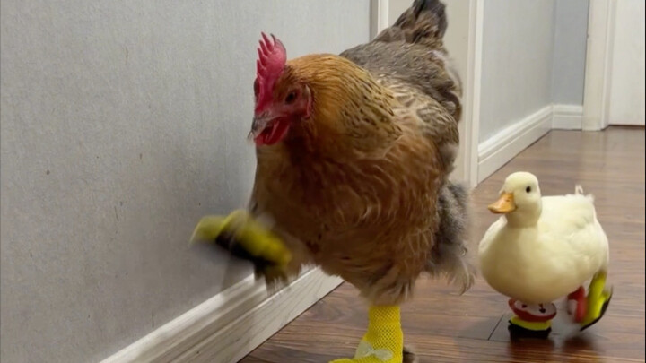 When you put tiny shoes on a chick