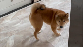 Mom's big boy (doggy doggy tastes like popcorn)