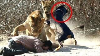 8 Minutes of UNBELIEVABLE Animal Moments! | CAUGHT ON CAMERA