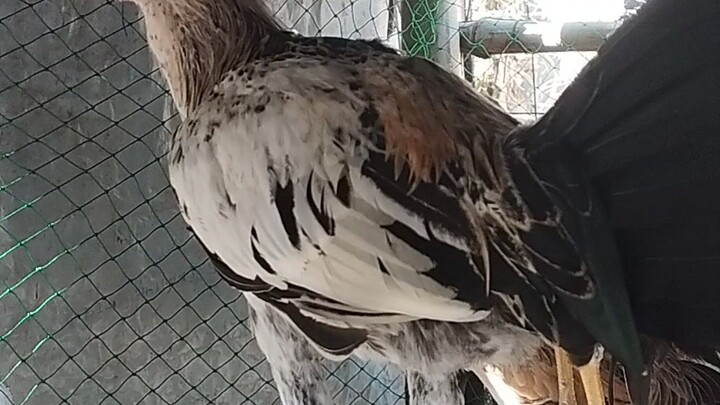 #kanawayon..wpc local banded