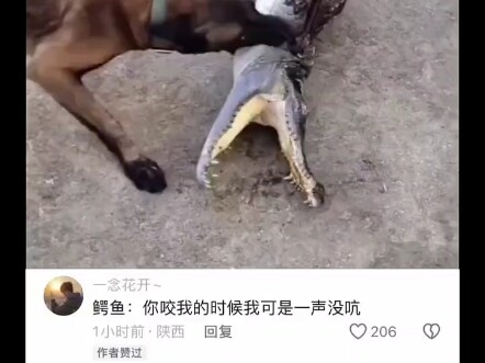 Crocodile: I’m really fed up with these two dogs.