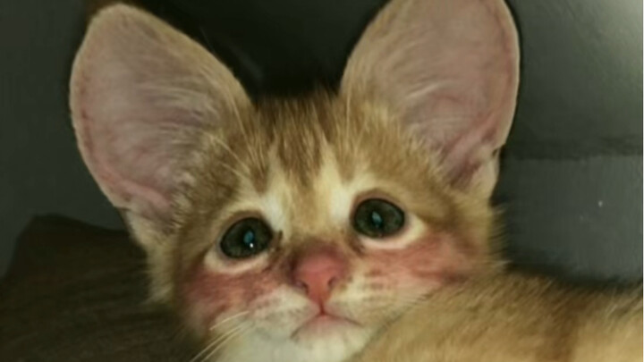 หูใหญ่มีมี่