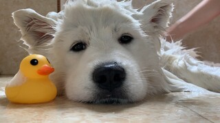 Động vật|Tắm cho Samoyed.