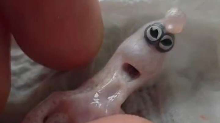 What kind of creature is this???