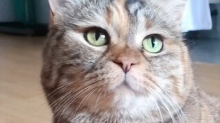 We fulfill all the little cat's needs—whether it likes it or not!