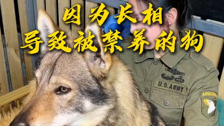 Czech Wolfdog banned from being kept due to its appearance.