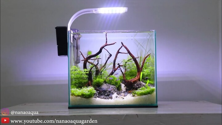 AMAZING MINI JUNGLE IN NANO AQUASCAPE | AQUASCAPE MINI TEMA HUTAN