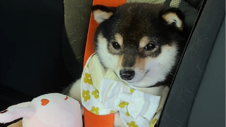 Nyetop mobil bareng sampai ketemu si kecil Haga!