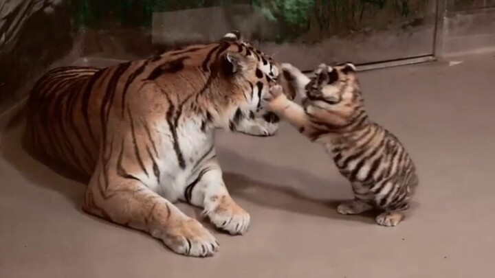 The little tiger is so cute! The mother tiger patiently plays with her cub—so happy~
