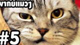 พากย์แมวๆ เดอะ ซีรี่ย์ - Season 1 Ep5「นายหัวฟ้า」ตลกฮาเกรียน