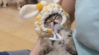 ตกหลุมรักแมวสะกดจิต