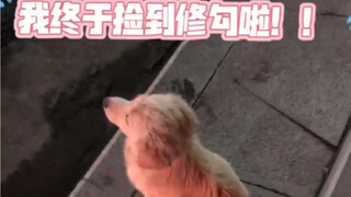 关于我捡到修勾的故事！
