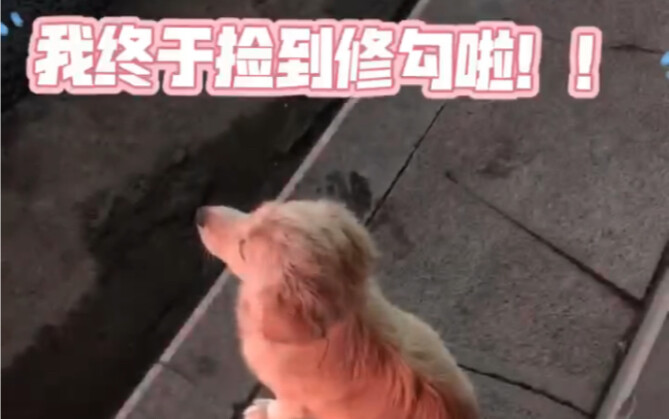 关于我捡到修勾的故事！