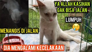Kucing Lumpuh Yang Menangis Karena Kecelakaan Di Jalanan Endingnya Bikin Nangis..!