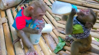 Smart Girl Yaya uses her intelligence to open milk by herself & enjoys drinking milk with tiny Toto