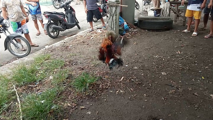 talo pula natin mga ka fighter's