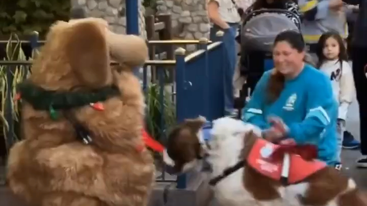 Anjing bertemu anjing yang disukainya! Anjingnya baik! Anjingnya juga baik!