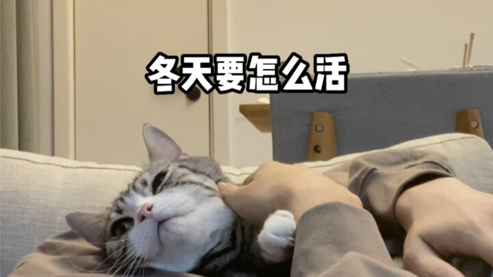 没有猫的人冬天都是怎么过的