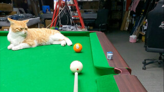 Quả quýt cứ bất động ha ha