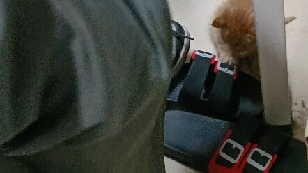 เพื่อนร่วมห้องเมาแล้ว ดันจะให้แมวน้อยของฉันผูกเชือกรองเท้าให้เขา
