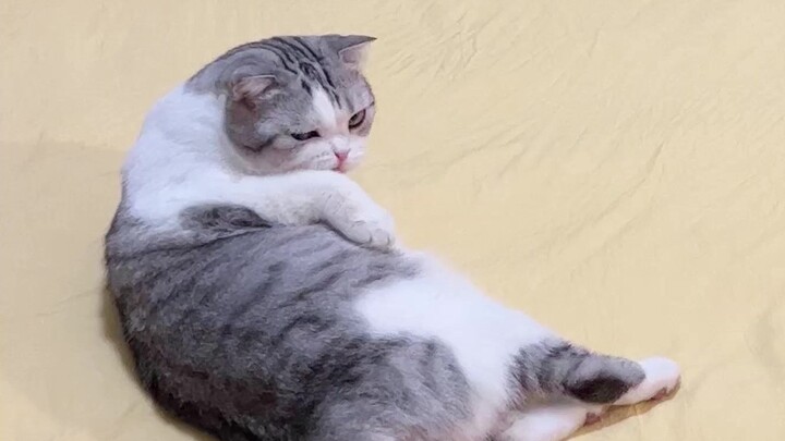 Inikah kucing spesial? Gerakannya sangat lincah!