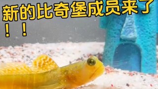 Anggota baru Bikini Bottom akan datang!!