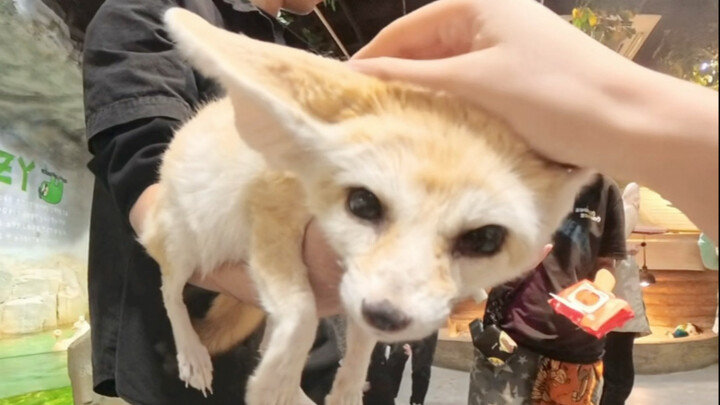 Why didn’t you tell me earlier that you could have so much fun at the zoo like this?