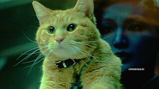 噬元兽：我只是一只橘猫而已，能吞下一整个宇宙的那种可爱橘猫！