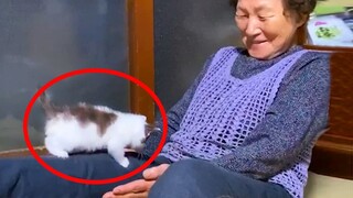 A little kitten comes and brightens the lives of the grandparents - Life With Cat Is Beautiful!