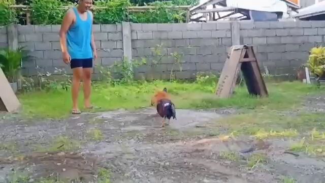 cocks🐓 antitigas ng buto saket sa tenga😁