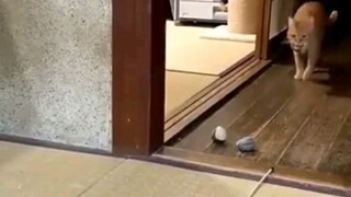#cat