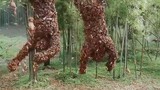 [Chinese horror film] Film editing | Killer bees