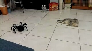 [สัตว์]แมวขาสั้นปะทะแมงมุมของเล่นควบคุมด้วยรีโมท