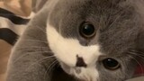 Video collection of cute cats