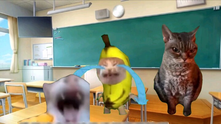 [Meme kucing] Anak laki-laki yang menindas saya langsung mengakui kejahatannya