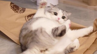 Put a tunnel in the ground and your cat will be in trouble