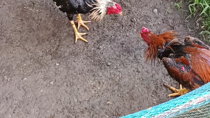 fight2x