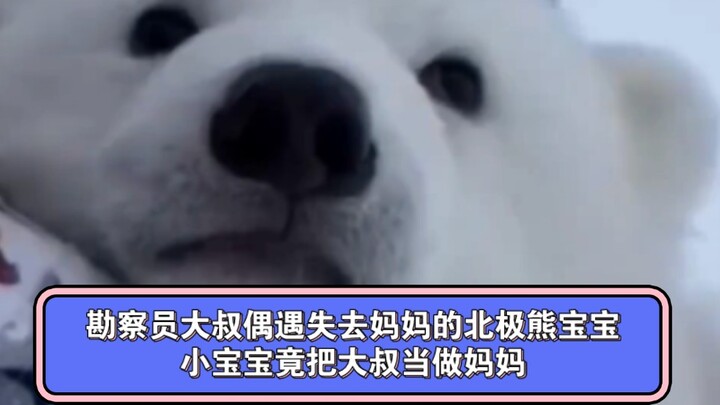 ลุงนักสำรวจบังเอิญพบลูกหมีขั้วโลกที่สูญเสียแม่ จนเจ้าตัวเล็กเผลอคิดว่าลุงเป็นแม่ของมัน