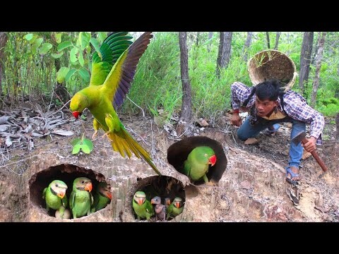 Amazing video of a man seeing a beautiful parrot nest#bird #love #parrot #art #animals #eating