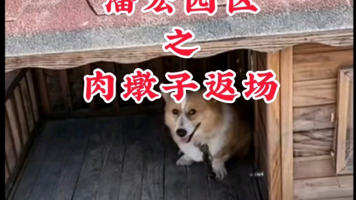 潘宏园区之 肉墩子返场