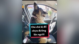 Các bạn nghĩ sao về câu chuyện này? cunyeucuadua chó chócon chókhôn chócute