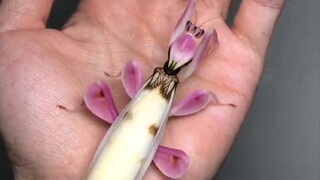 （高能预警）两只颜值都非同一般的螳螂，看起来好搭啊~！