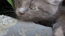 Woman Finds A Hissing Kitten Under Trash Can