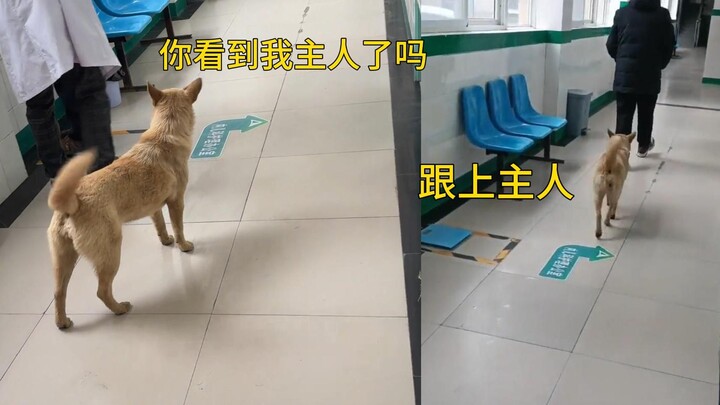 Chủ nhân ốm, chú chó sốt ruột đến “thăm bệnh”: Dân mạng: Nó là người duy nhất không mang quà mà vẫn 